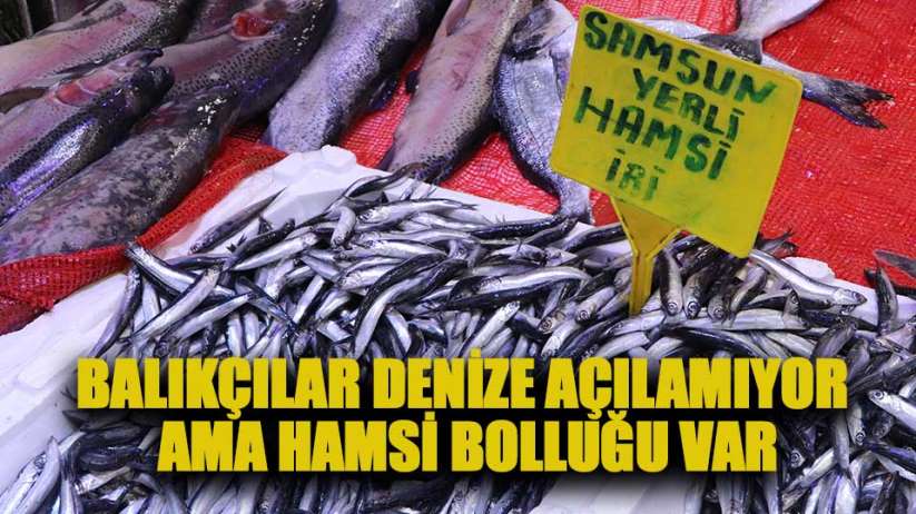 Samsun'da balıkçılar denize açılamıyor ama hamsi bolluğu var