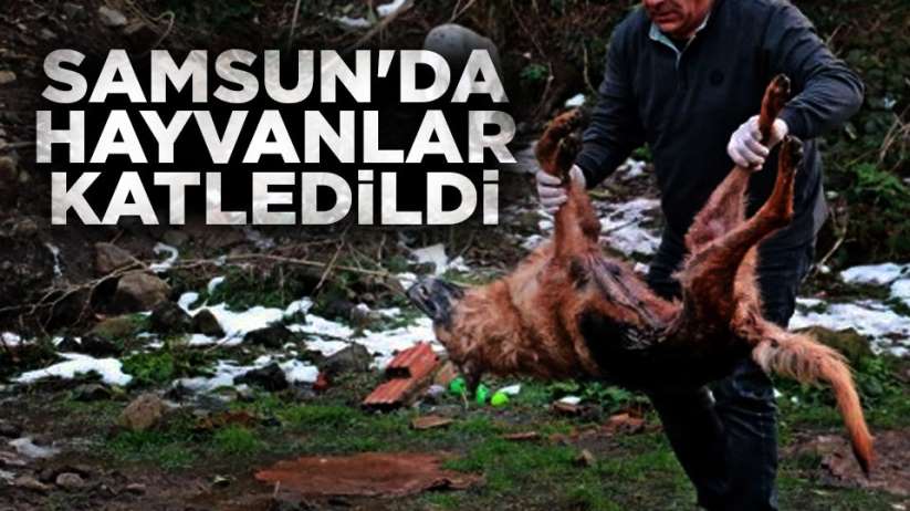 Samsun'da hayvanlar katledildi