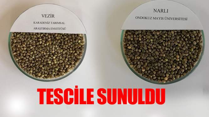  Türkiye'nin ilk kenevir tohum çeşitleri tescile sunuldu