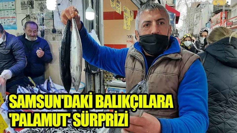 Samsun'daki balıkçılara 'palamut' sürprizi