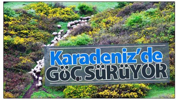 Karadeniz'de yayla göçü sürüyor