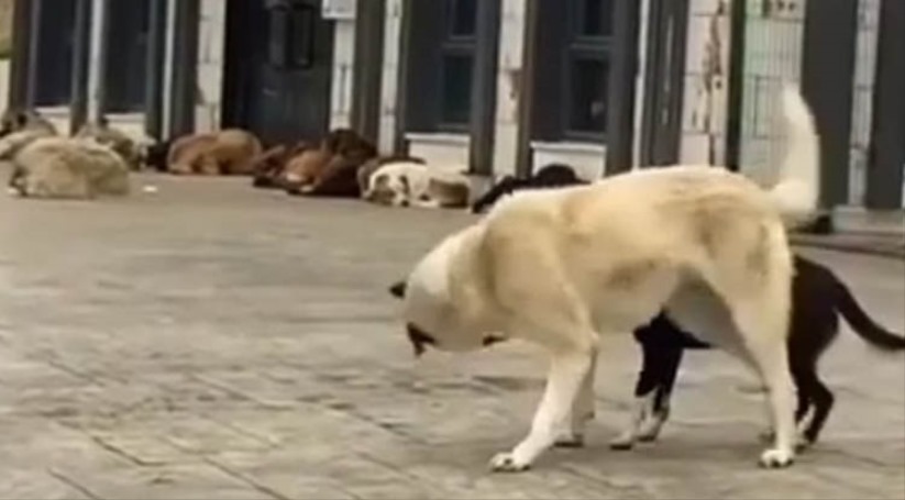 Samsun'da başıboş köpekler tehlike oluşturuyor