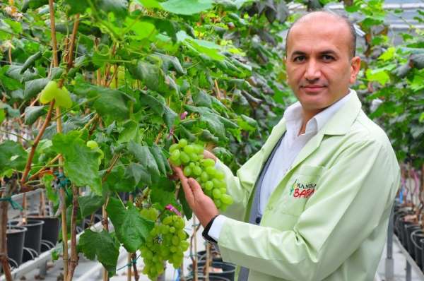 Manisa'da 1453 çeşit üzüm 