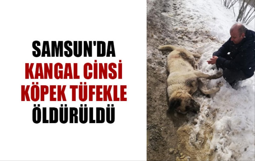 Samsun'da kangal cinsi köpek tüfekle öldürüldü