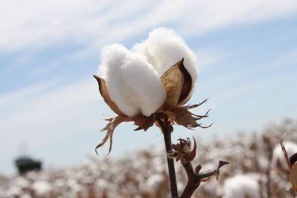 Başkan Özer 'kaçak pamuk tohumu'na karşı uyardı: 'Sürdürülebilir pamuk için kaçak tohum tehdittir'
