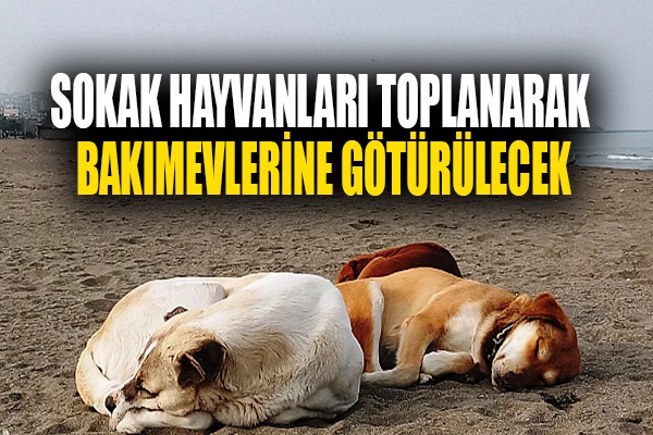 Samsun'da sokakta yaşayan hayvanlar toplanarak bakımevlerine götürülecek