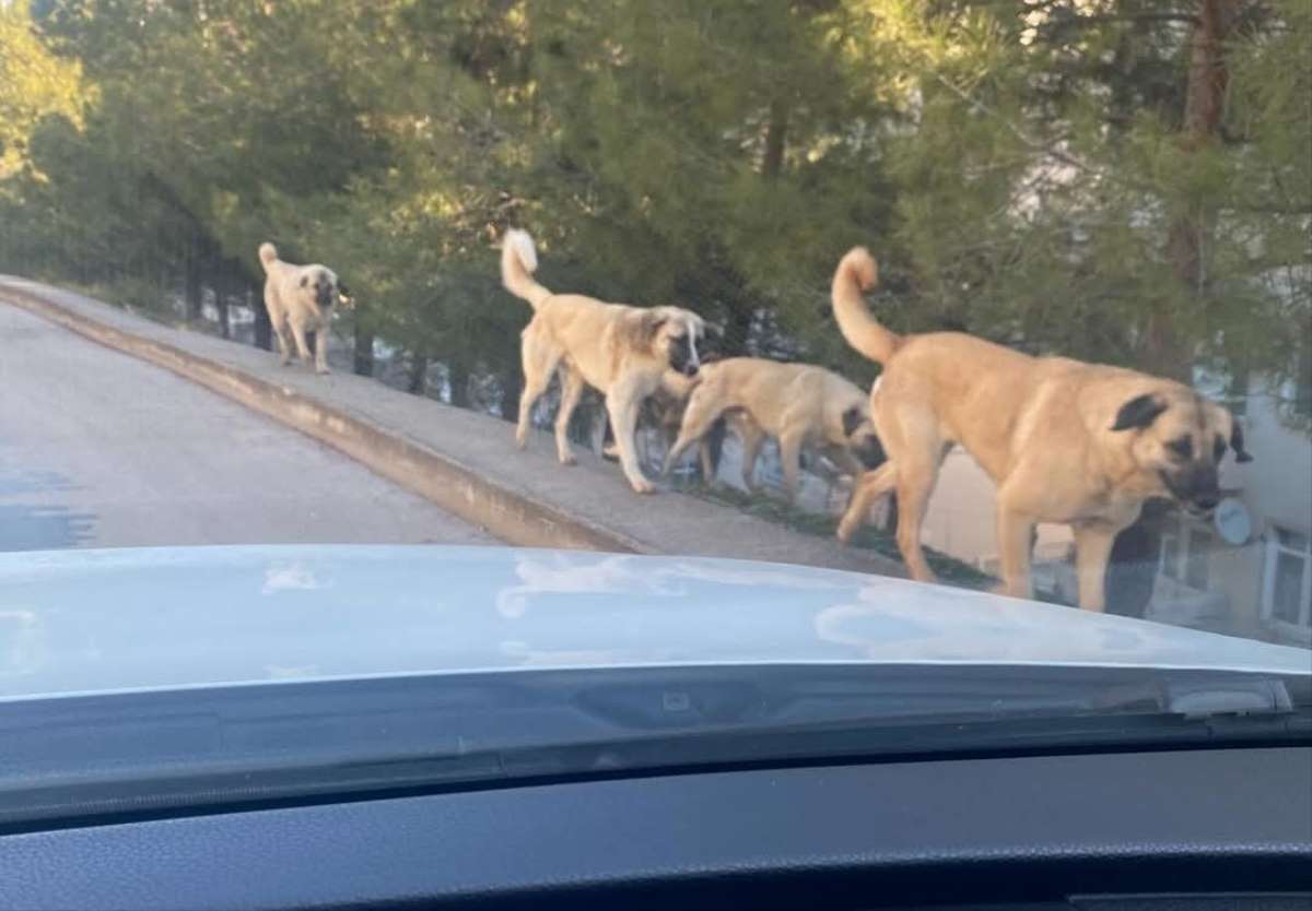 Amasya'da tedirgin eden görüntü: Sokaklarda köpek çeteleri