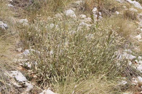 Antalya'da dünya literatürüne yeni bir bitki kazandırıldı