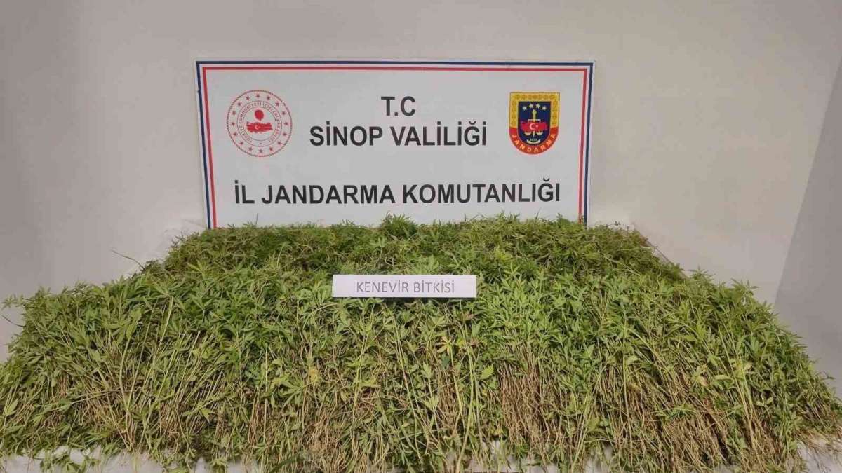 Sinop'ta tarlada 31 bin kök kenevir ele geçirildi