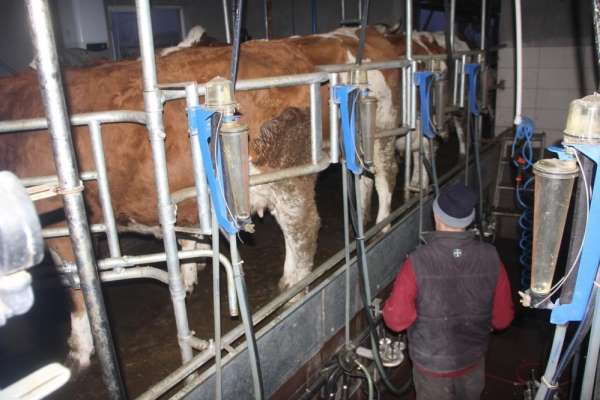 Ticari süt işletmelerince 857 bin 821 ton inek sütü toplandı