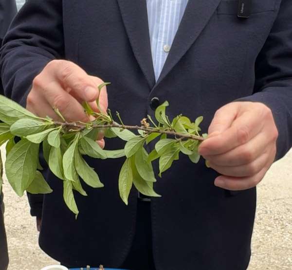 Tokatta zirai don sonrası hasar tespit çalışmaları başladı