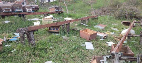 Türkeli'de ayı saldırısı: 23 arı kovanı parçalandı