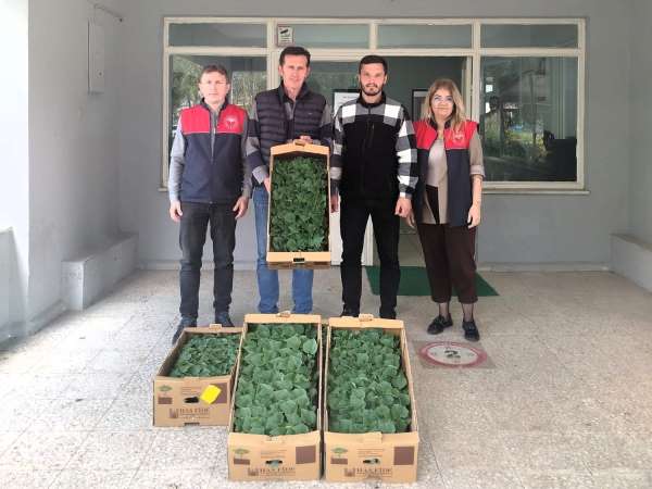 Lüleburgaz'da çiftçiye hıyar fidesi dağıtıldı