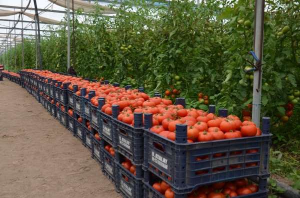 Amik Ovası'nda üretici alternatif tarıma yöneldi