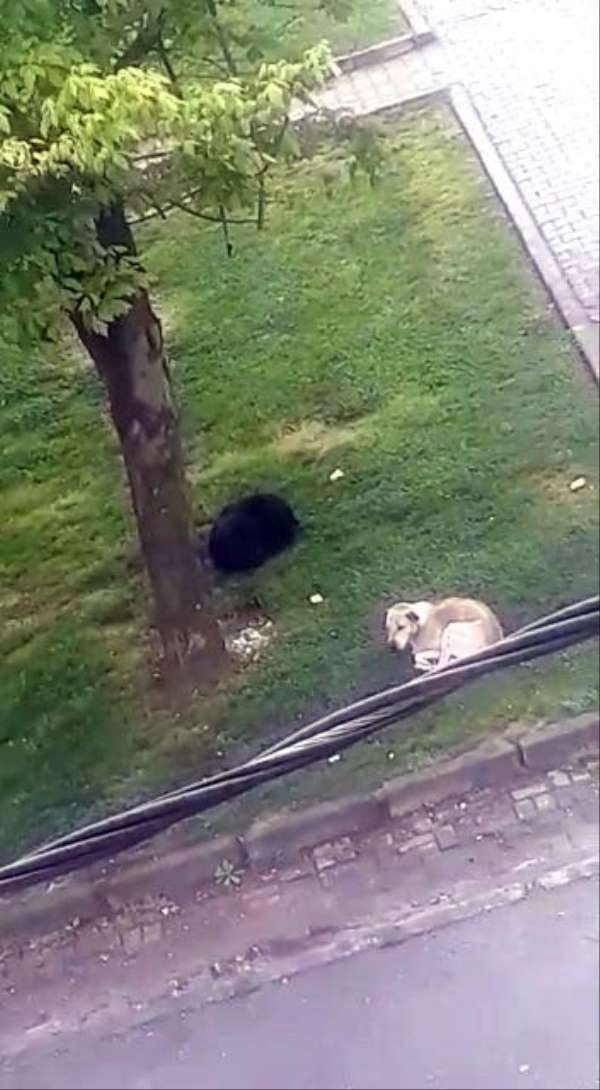 İşe giderken başıboş köpeklerin saldırısına uğradı
