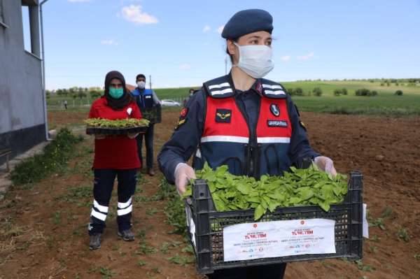Vefalı eller, 2 milyon fideyi çiftçiye ulaştırmaya başladı