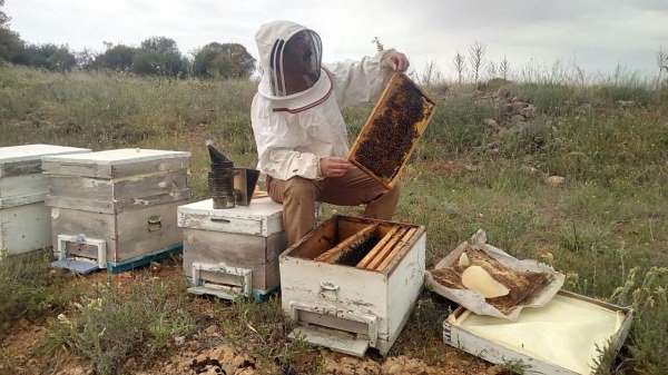 Yaşanan kuraklıktan arı varlığı ve bal üretimi de etkilenmeye başladı