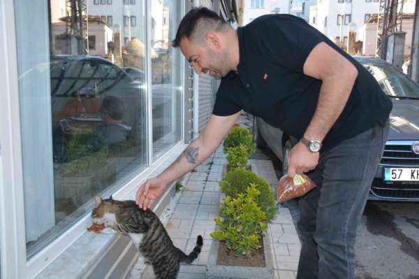 Sinoplu esnaf mahalledeki kedilere sahip çıkıyor - Sinop haber