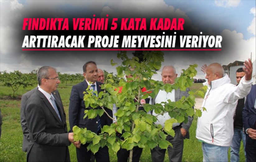 Samsun'da fındıkta verimi 5 kata kadar arttıracak proje meyvesini veriyor