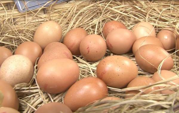 Mart ayında yıllık tavuk yumurtası üretimi yüzde 8,8 azaldı