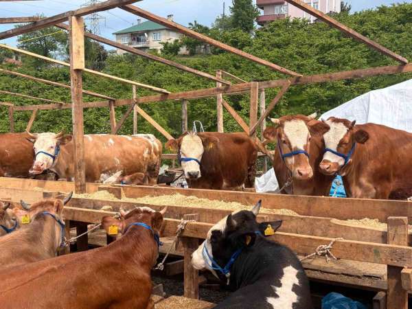 Kurban pazarında dakikalarca süren pazarlıkta inat kazandı