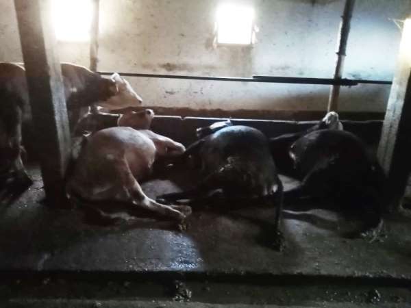 Samsun'da yıldırım ahıra düştü: 4 büyükbaş hayvan telef oldu 