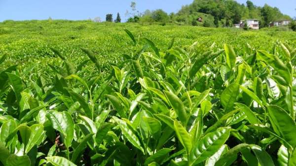 Çay üreticilerinden budama bedeli talebi - Rize haber