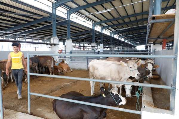 İnegöl hayvan pazarında kurbanlıklar satışa çıktı - Bursa haber