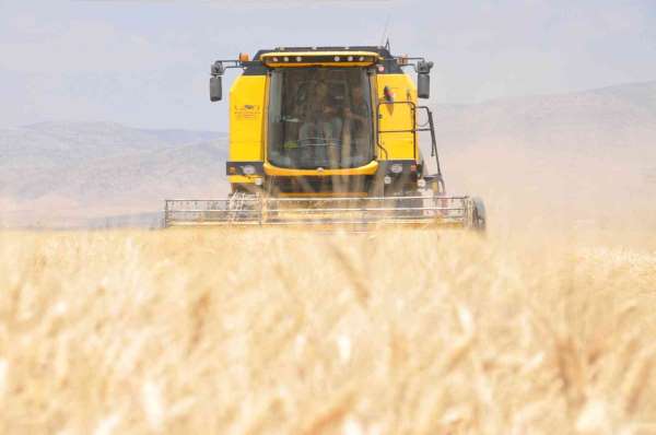 Mardin'de sulu tarım arazilerinde buğday rekoltesi sevindiriyor