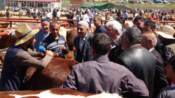 Van'da kurban pazarlarında sıkı pazarlıklar başladı