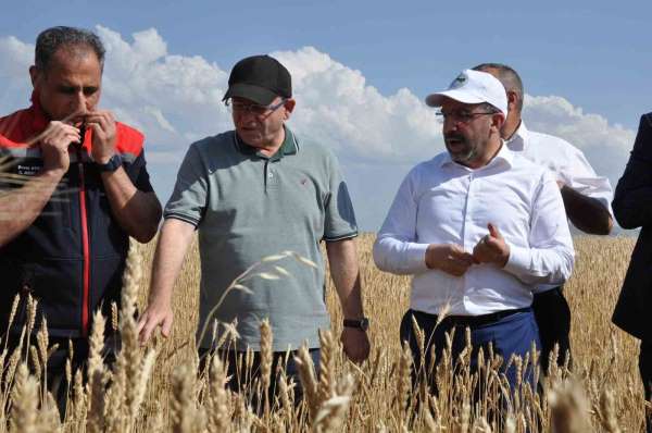 Kars'ta yüzde 50 hibeyle dağıtılan tohumlar tarlalara ekildi