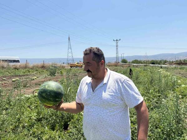 Tokat'ta karpuzun tarladaki dönüm fiyatı 10 bin liraya geriledi
