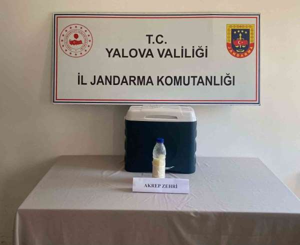 5 milyon dolarlık akrep zehri Yalova'da yakalandı