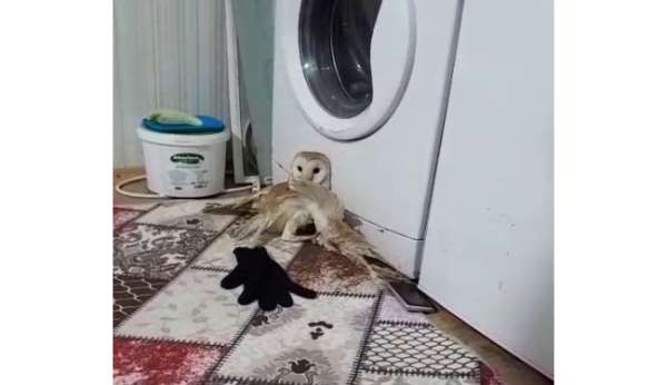 Yaralı baykuş tedavi altına alındı