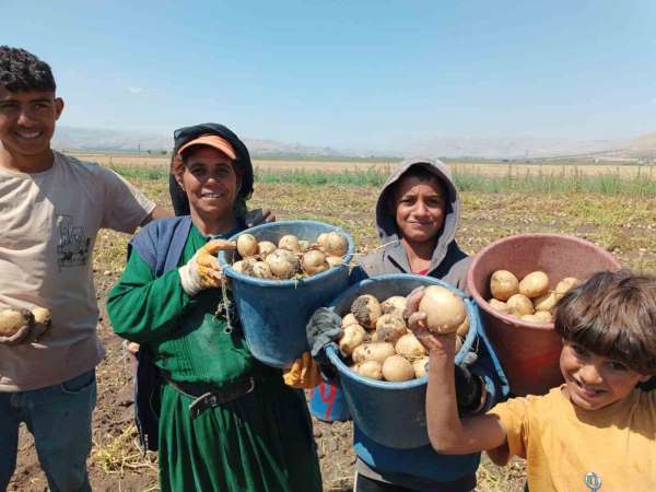 Kışlık 'agria' cinci patateste hasat başladı