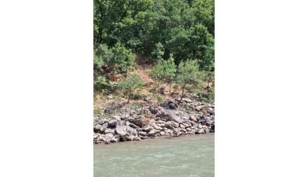 Tunceli'de koruma altındaki dağ keçileri Munzur Nehri kıyısında görüntülendi