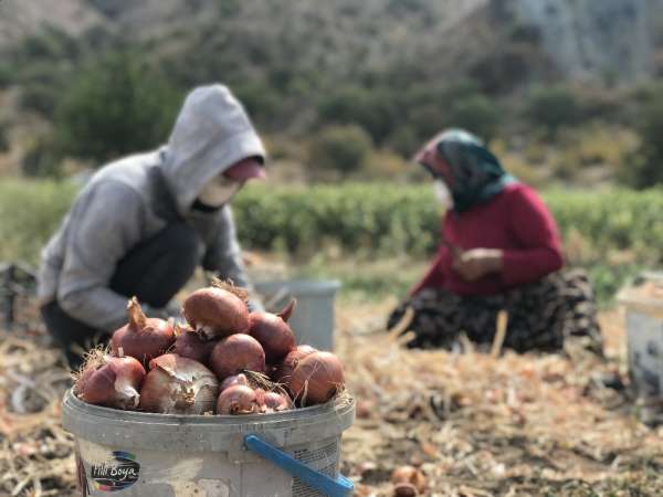 40 derecelik sıcağın altında soğan hasadı