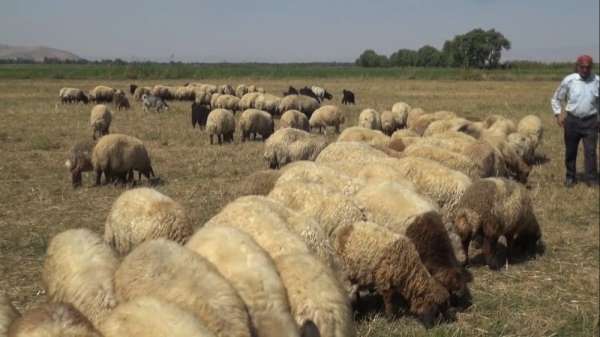Muş'tan büyük şehirlere kuzu sevkiyatı