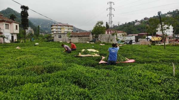 Pandemi nedeniyle Gürcü çay işçileri Rize gelemeyince 'Yevmiyecilik' bir sektör 