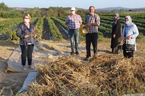 (TEKRAR) Kırklareli'de kuru fasulye hasadı