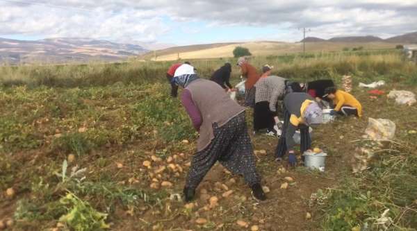 Erzincan'da patates hasadı başladı