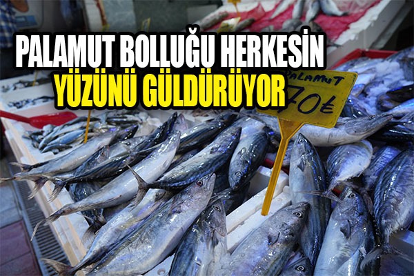 Palamut bolluğu herkesin yüzünü güldürüyor: Kiloluk palamutlar 70 TL