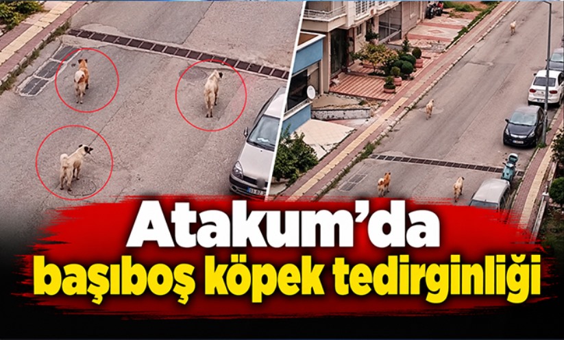 Atakum'da başıboş köpek tedirginliği