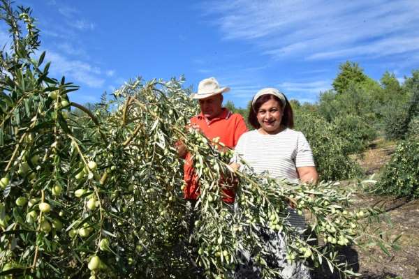 Antalyalı girişimci hibe ile sofralık zeytin fabrikası kurdu 