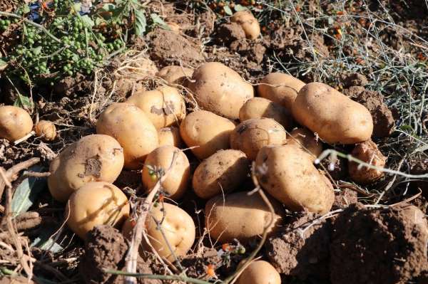 Yozgat'ta yerli patates hasadı yapıldı 