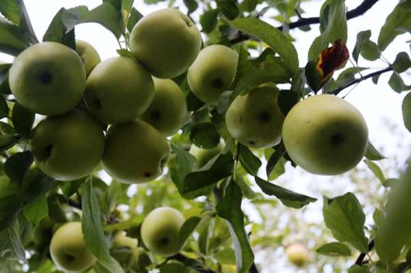 Bitlis'teki elma hasadı yüzleri güldürüyor 