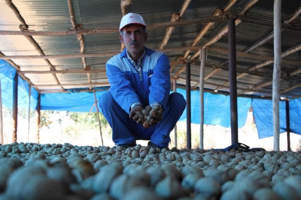 Elazığ'da ceviz üretimi yüzde 100 arttı, yıllık 4 bin tona yaklaştı