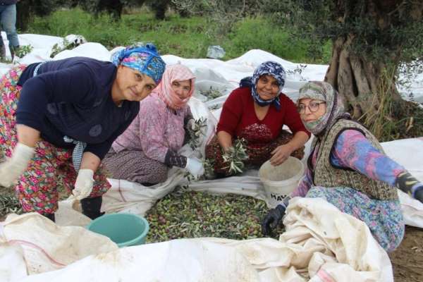 Sofralık zeytin üretiminin yüzde 10'unu Aydın karşılıyor