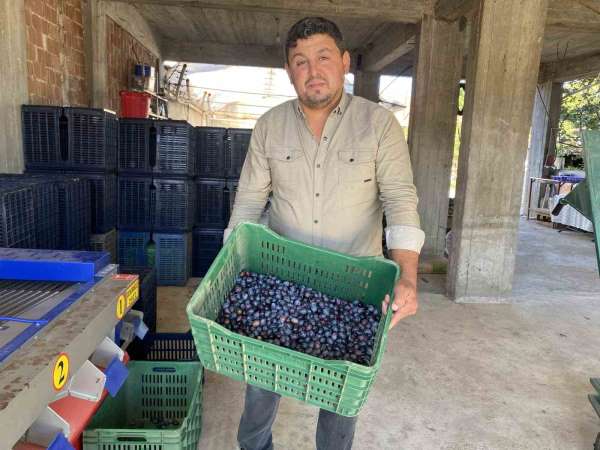Alaşehir'de zeytinde rekolte düşük, kalite yüksek