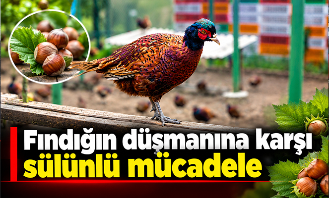 Fındığın düşmanına karşı sülünlü mücadele
